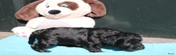 Kruising honden te koop: zeer bijzondere puppy's franse bulldog x toypoedel - Advertentie 7