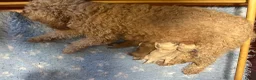 Australian Labradoodle honden te koop: Australian Labradoodle ( medium) - Advertentie 4