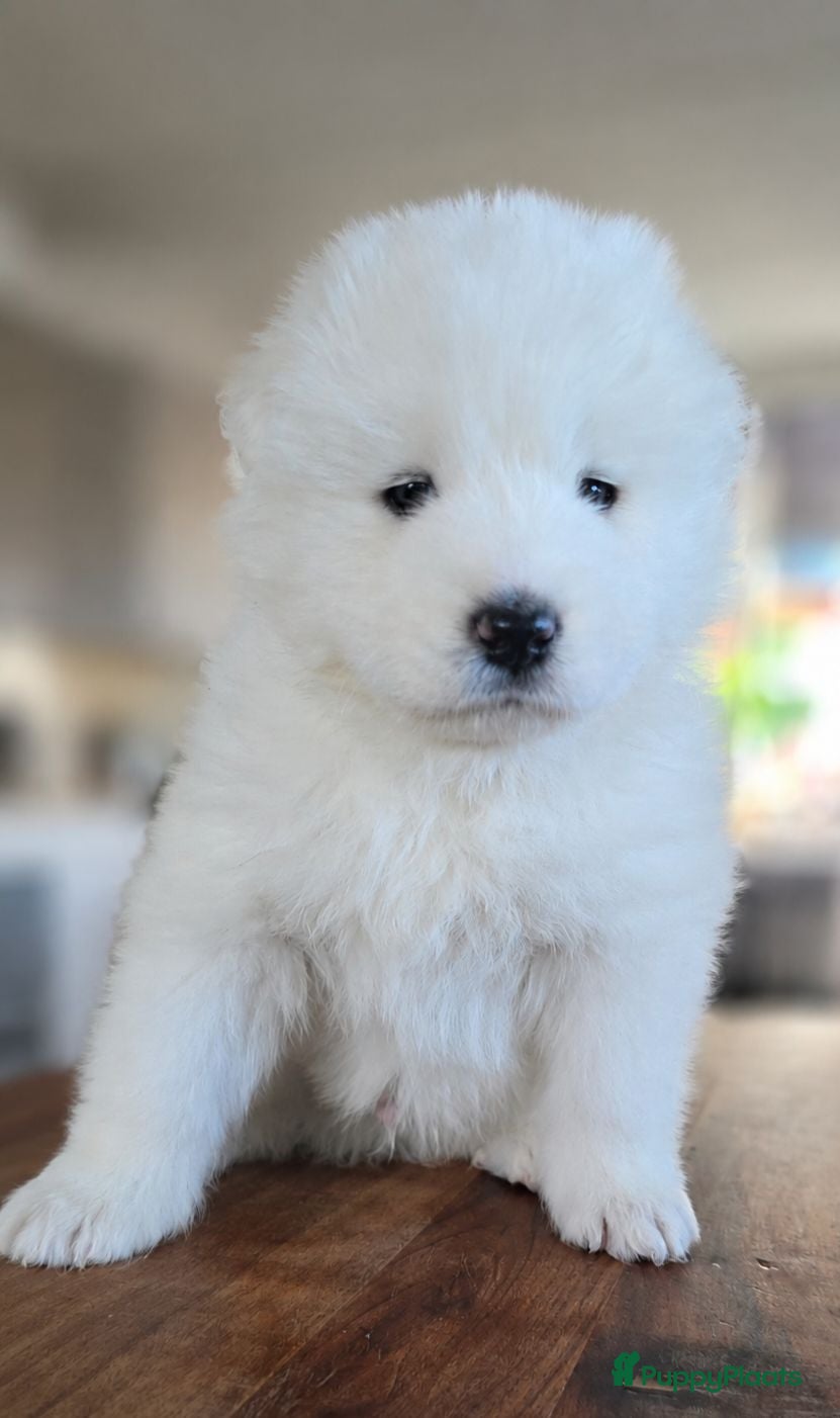 Samojeed honden Samojeed puppys zoeken hun gouden mandje 🐾 - Advertentie 2