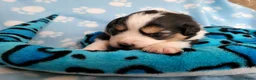 Australian Shepherd honden te koop: Australian Shepherd pupje met FCI stamboom - Advertentie 12