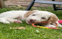Australian Labradoodle honden te koop: Australian Labradoodle pups in Strijen - Afbeelding 2
