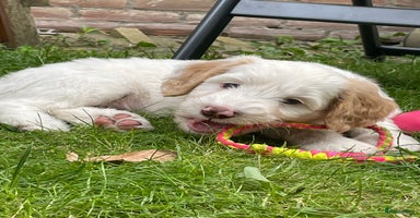 Australian Labradoodle honden in Strijen - Advertentie 12