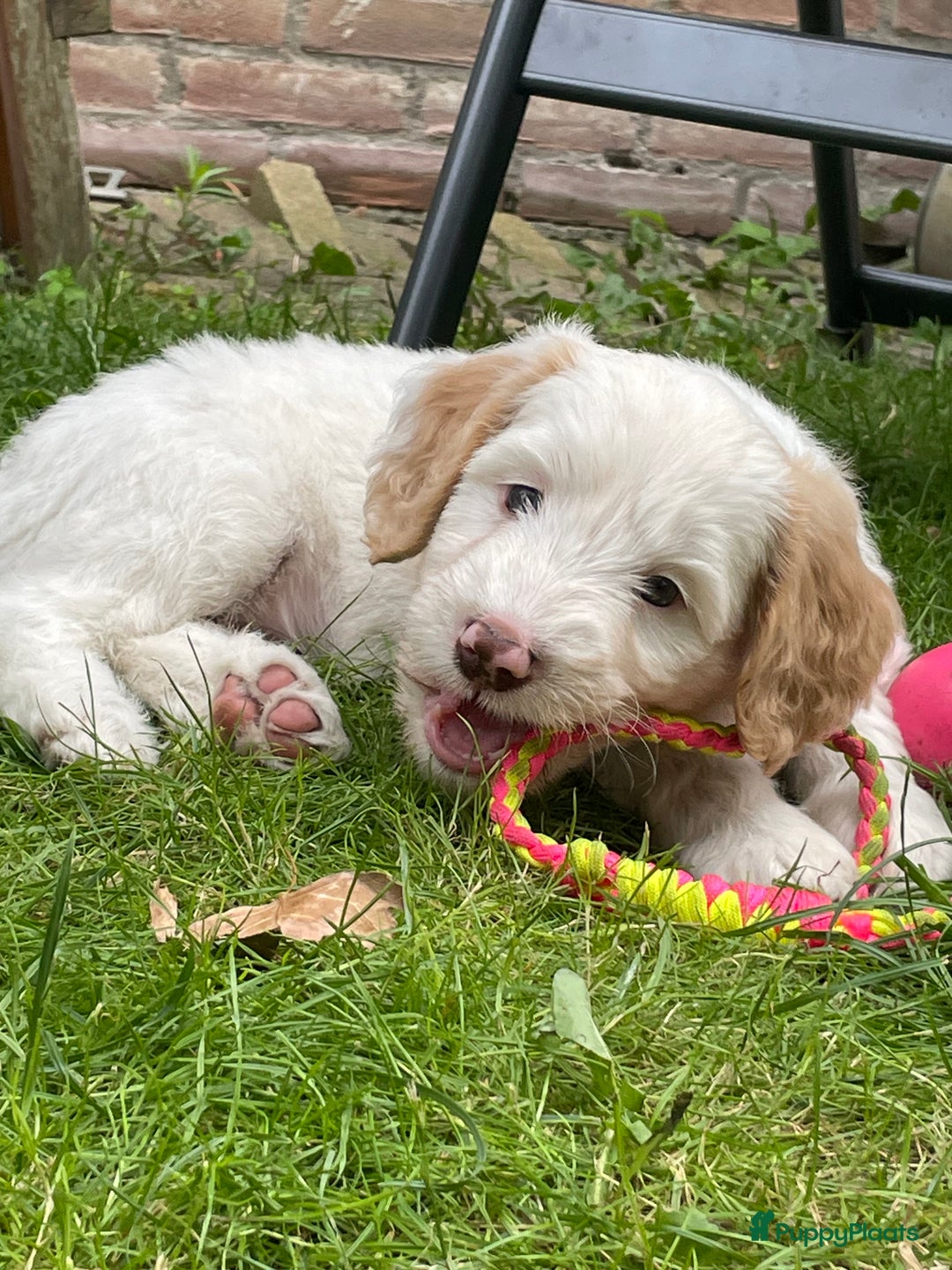 Australian Labradoodle honden te koop: Australian Labradoodle pups in Strijen - Afbeelding 2