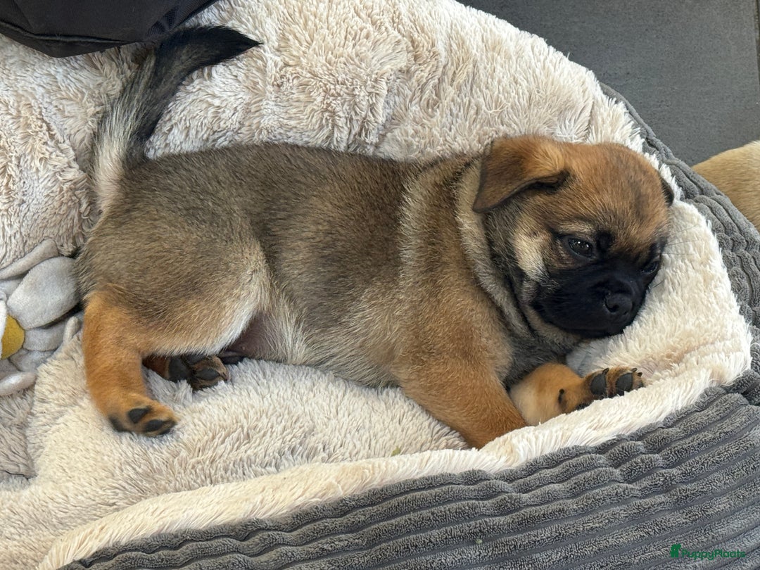 Retromops honden te koop: Retromops pups van volledig geteste ouders - Afbeelding 6