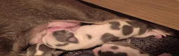Chihuahua honden te koop: Chihuahua pups - Advertentie 11