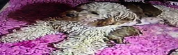 Poedel Toy honden te koop: 1 puppy poedel toy te koop - Advertentie 3