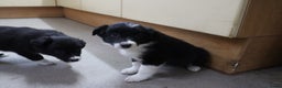 Border Collie honden te koop: Super Schattige border collie pups te koop - Advertentie 8