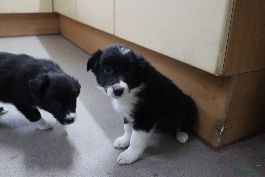 Border Collie honden te koop: Super Schattige border collie pups te koop - Advertentie 8