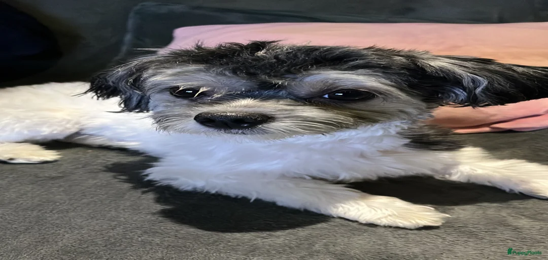 Galerij afbeelding {{count}}