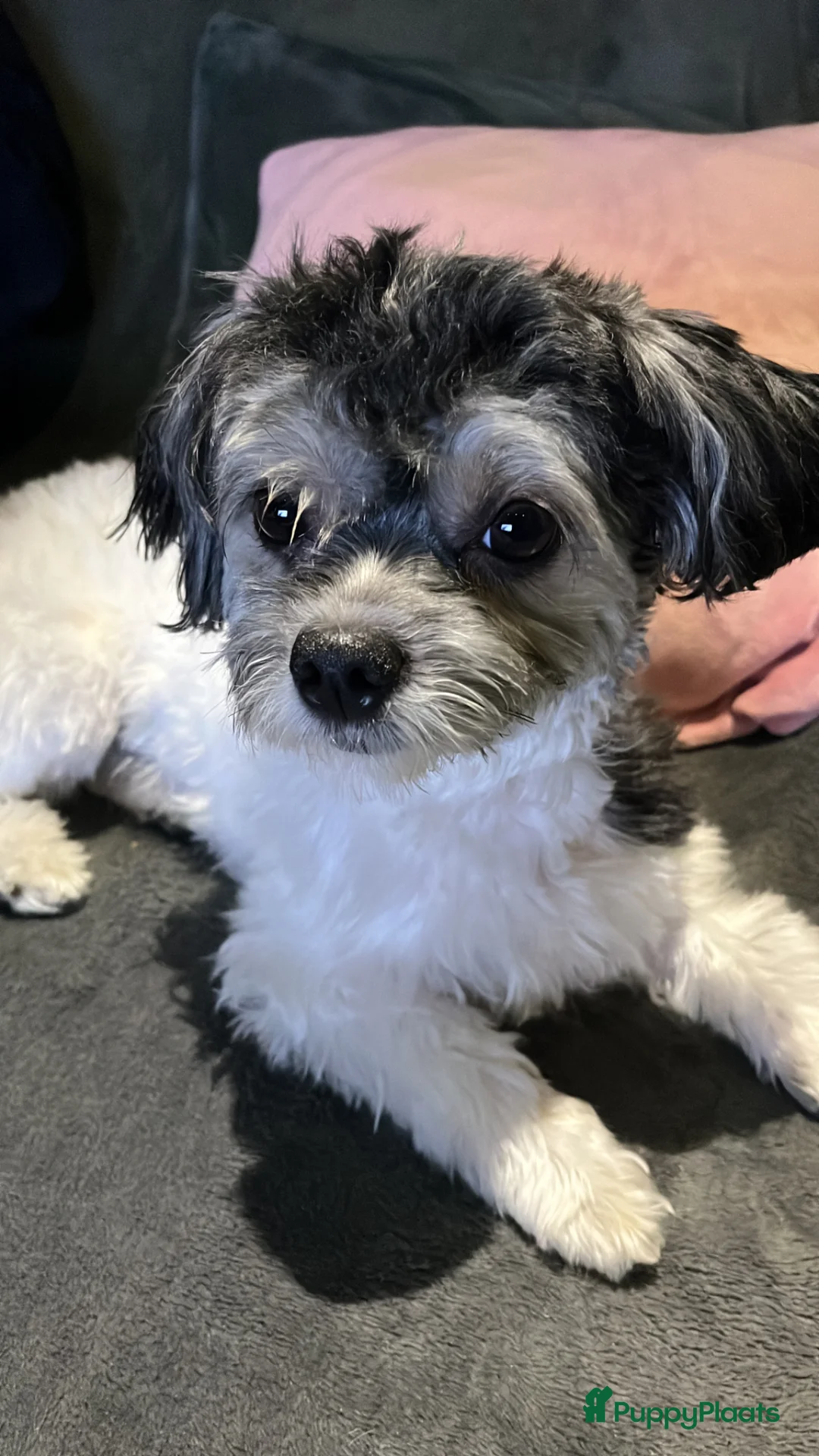 Galerij afbeelding {{count}}