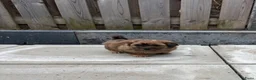 Kruising honden te koop: Lieve Boompoo pups zoeken een nieuw huisje! - Advertentie 22