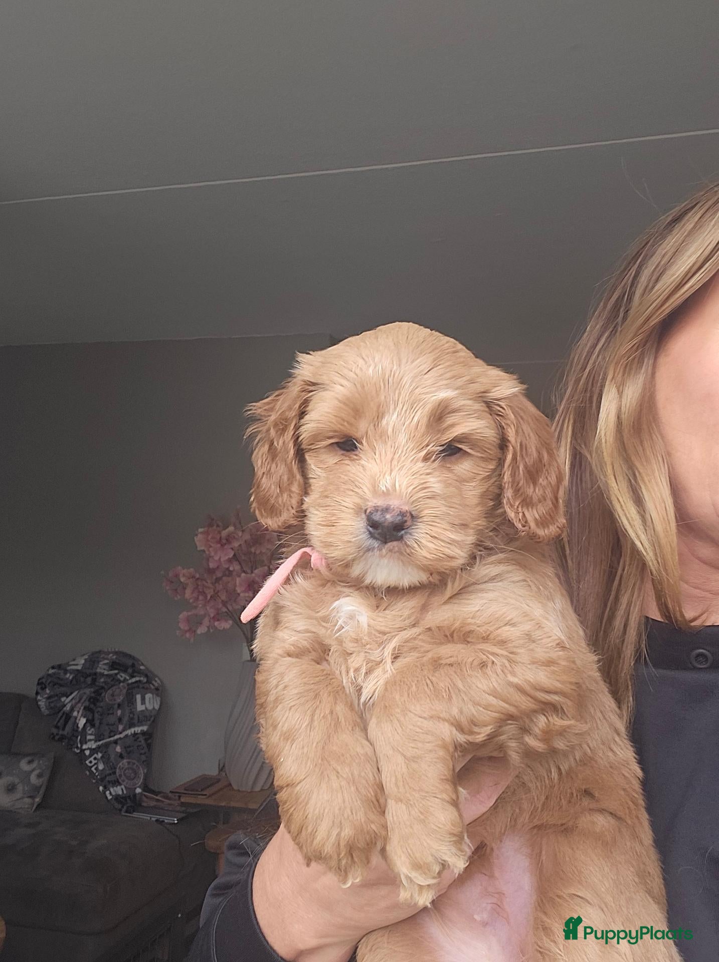 Australian Labradoodle honden te koop: Australian Labradoodle pups met wala stamboom  - Advertentie 2