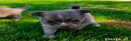 Chihuahua honden te koop: Chihuahua pups - Advertentie 4
