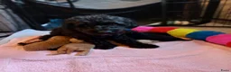 Kruising honden te koop: Mini toypoedel - Advertentie 7