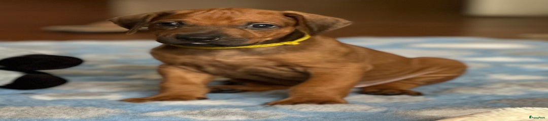 Kibo