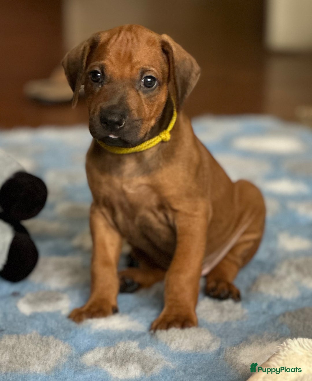 Rhodesian Ridgeback honden te koop: Prachtige en perfecte Rhodesian Ridgeback pups in Oosterbeek - Afbeelding 22