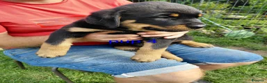 Pup 4