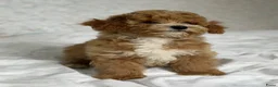 Cockapoo honden te koop: Cockapoo pup - Advertentie 1