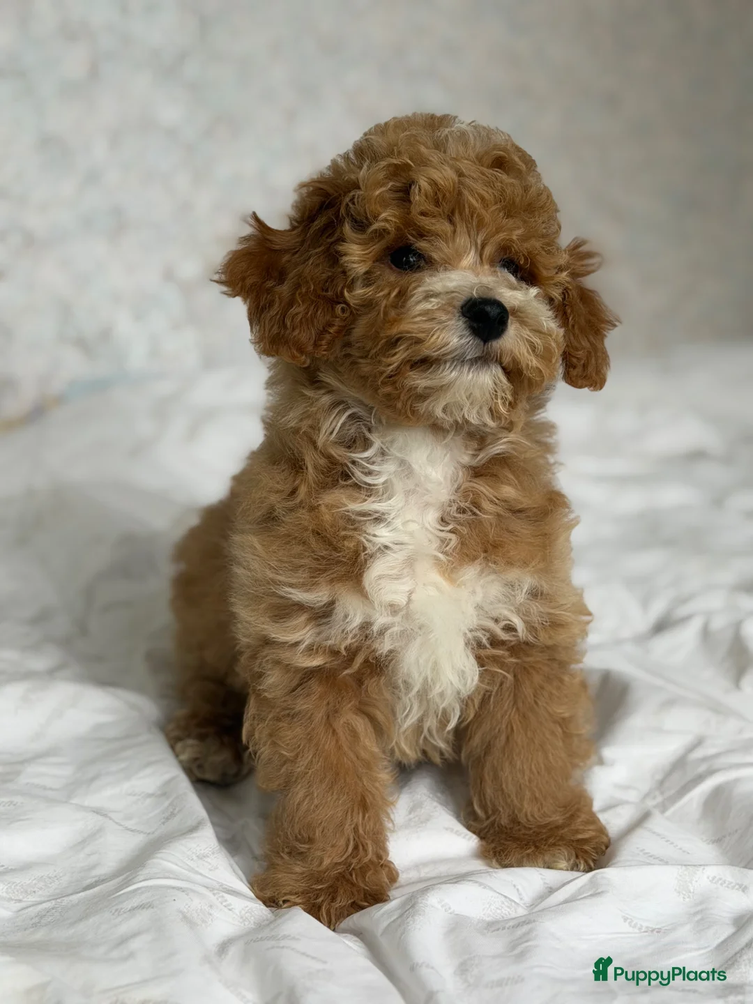 Cockapoo honden te koop: Cockapoo pup - Advertentie 1