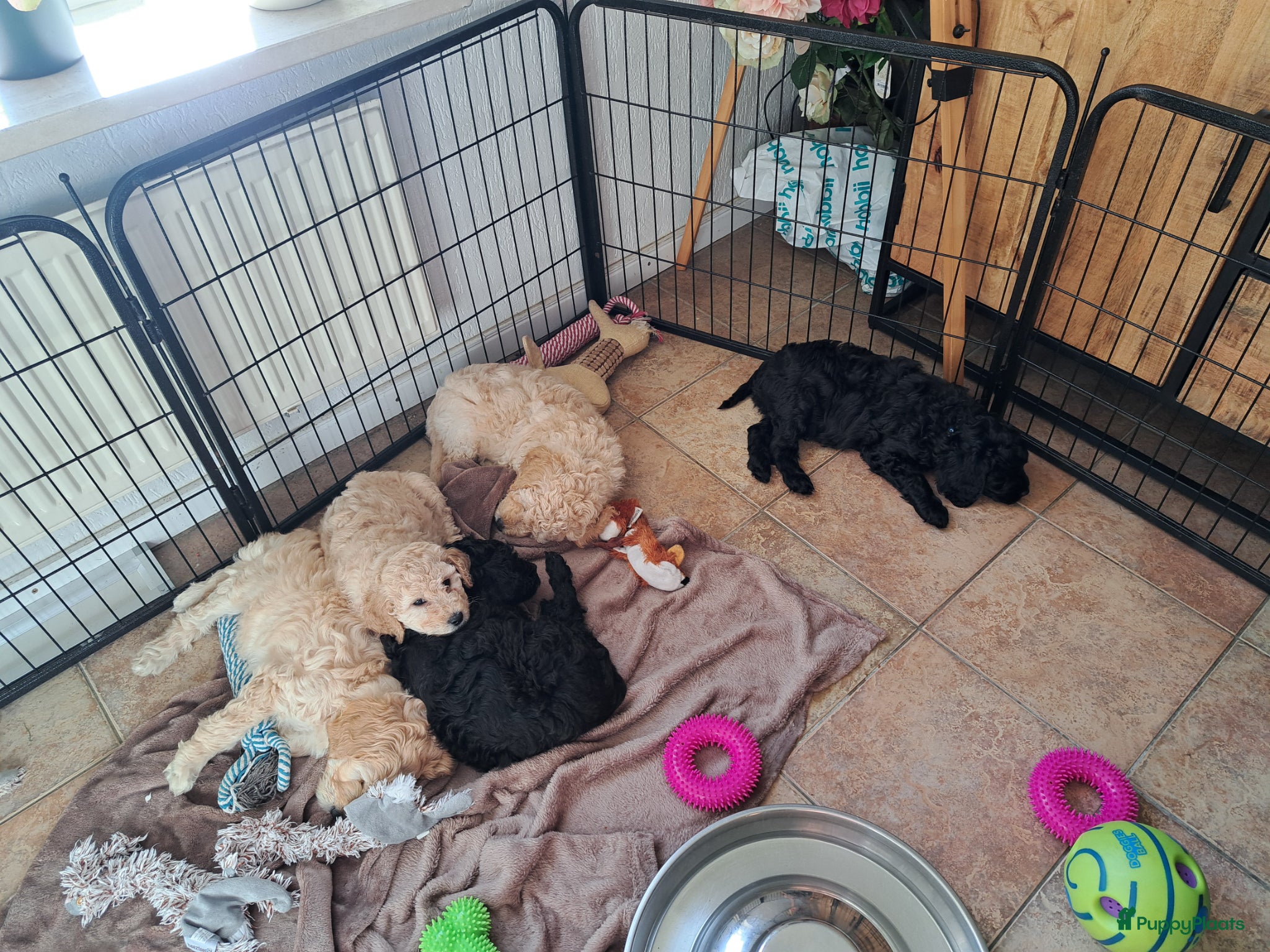 Labradoodle honden Nog  2 labradoodle pups beschikbaar - Advertentie 2