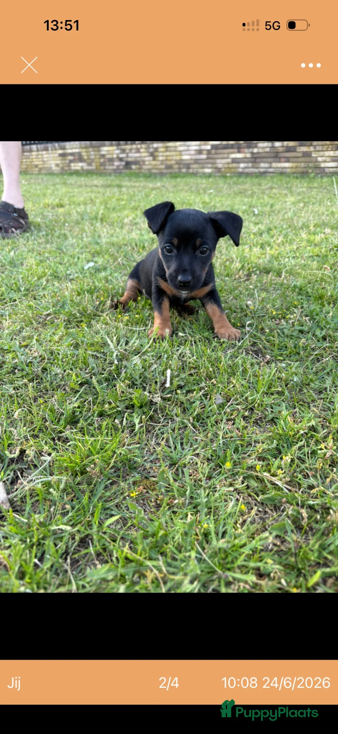 Jack Russel Terriër honden te koop: Lieve huiselijke puppy’s in Hengelo - Advertentie 2