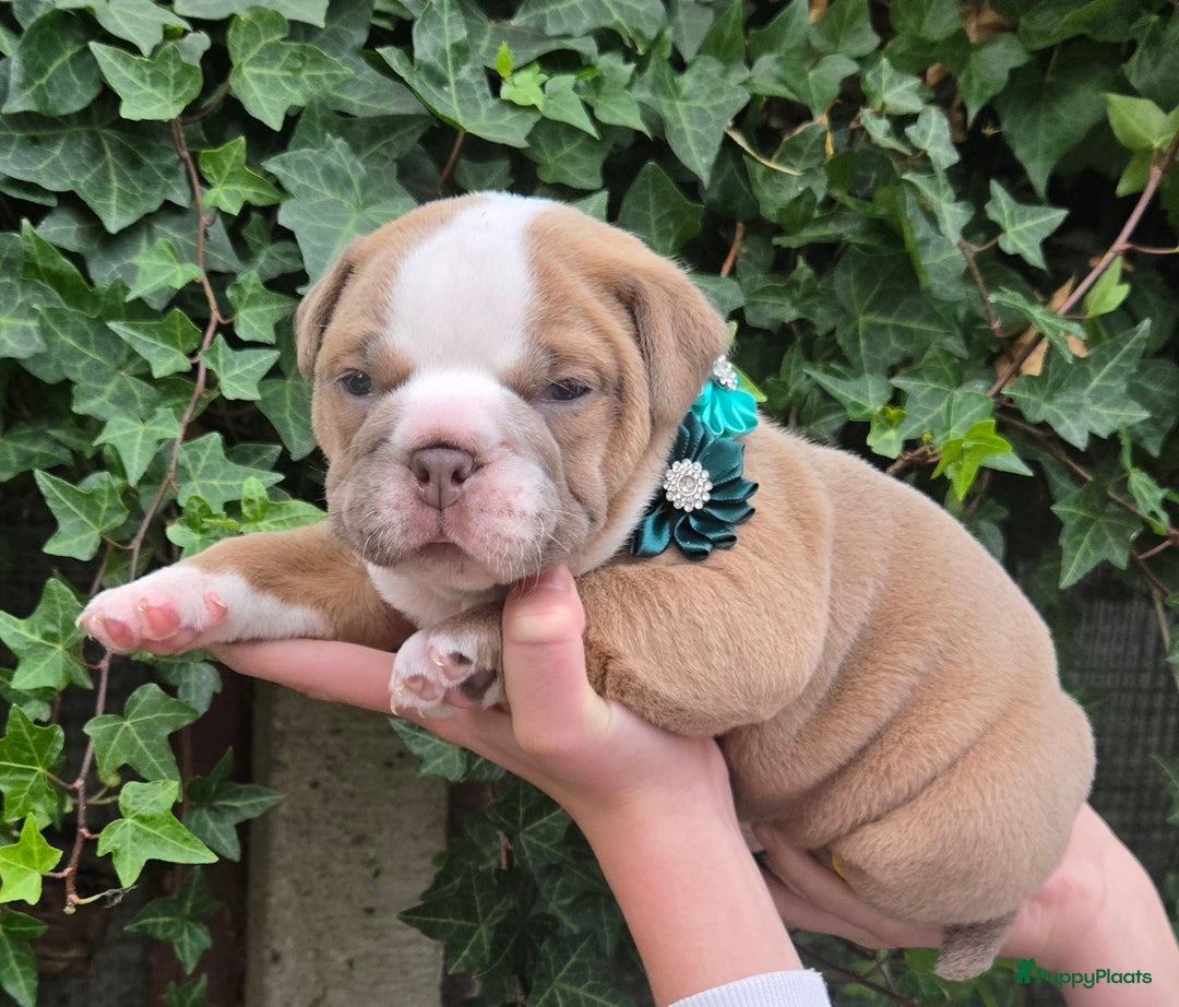 Old English Bulldog honden te koop: Old english bulldog pup mag nest verlaten  - Advertentie 5