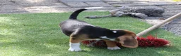 Beagle honden te koop: beagle pups  - Advertentie 3