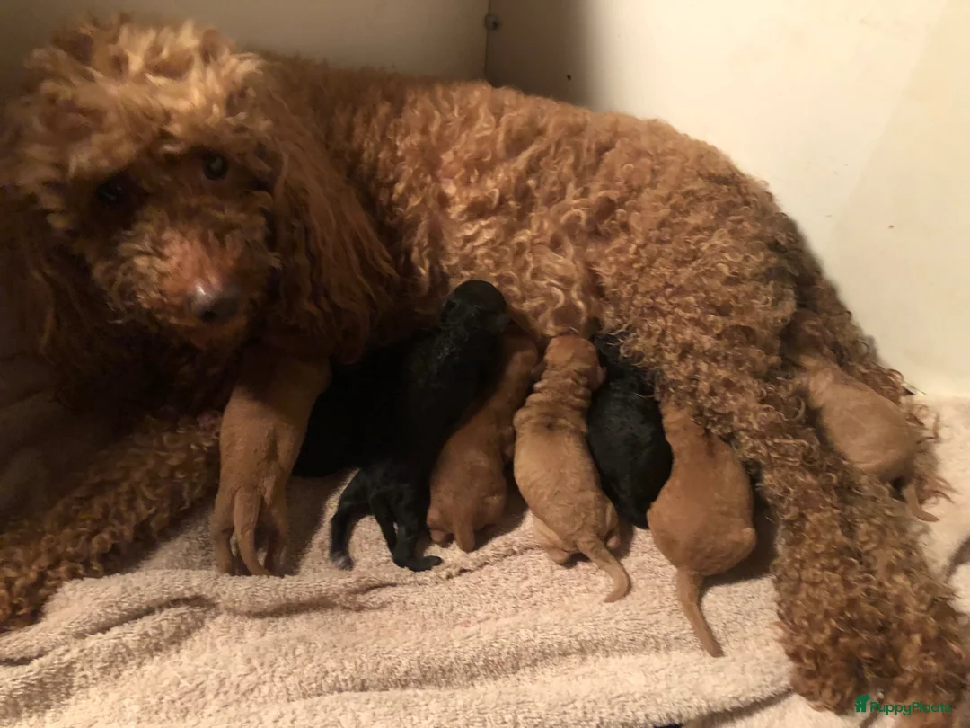 Kruising honden te koop: toy/dwergpoedel pups abrikoos en zwart - Advertentie 2