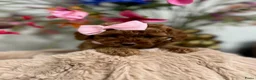 Poedel Toy honden te koop: toypoedel  - Advertentie 13