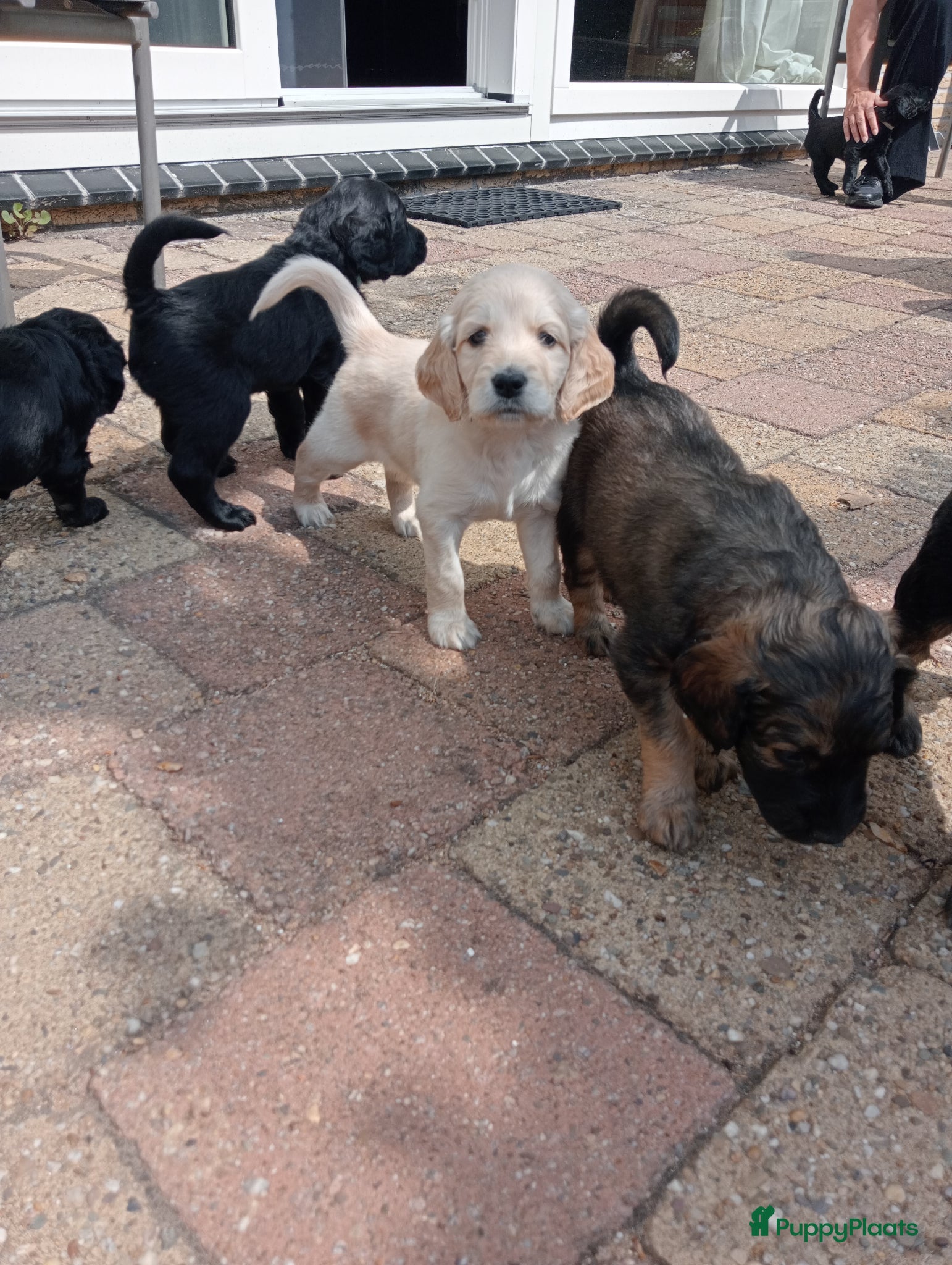 Labradoodle honden te koop: Labradoodle puppies  - Advertentie 21