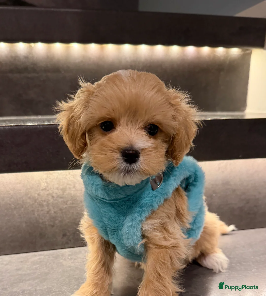 Maltipoo honden te koop: Schattige maltipoo pups thuisnestje - Advertentie 5