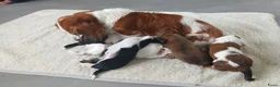 Teckel (langhaar) honden te koop: Bonte teckels merle pups - Advertentie 17