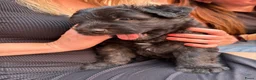 Kruising honden te koop: Bouvier pupjes  in Luyksgestel - Advertentie 6