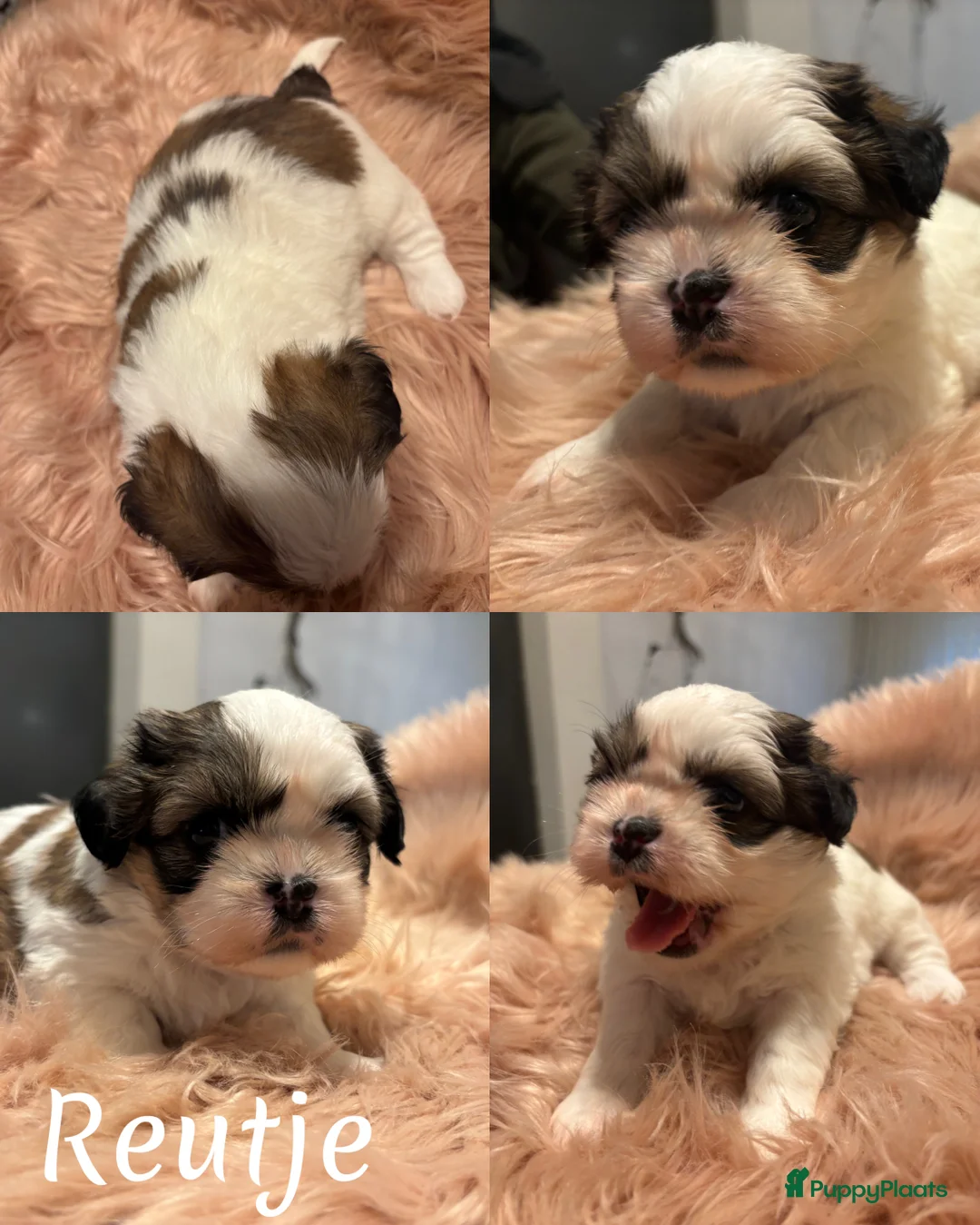 Shih Tzu honden te koop: Shih Tzu pups in Tilburg - Advertentie 3