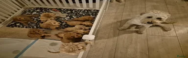 Australian Labradoodle Puppy 1