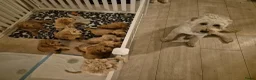 Australian Labradoodle honden te koop: Australian labradoodle met stamboom achtergrond  - Advertentie 2