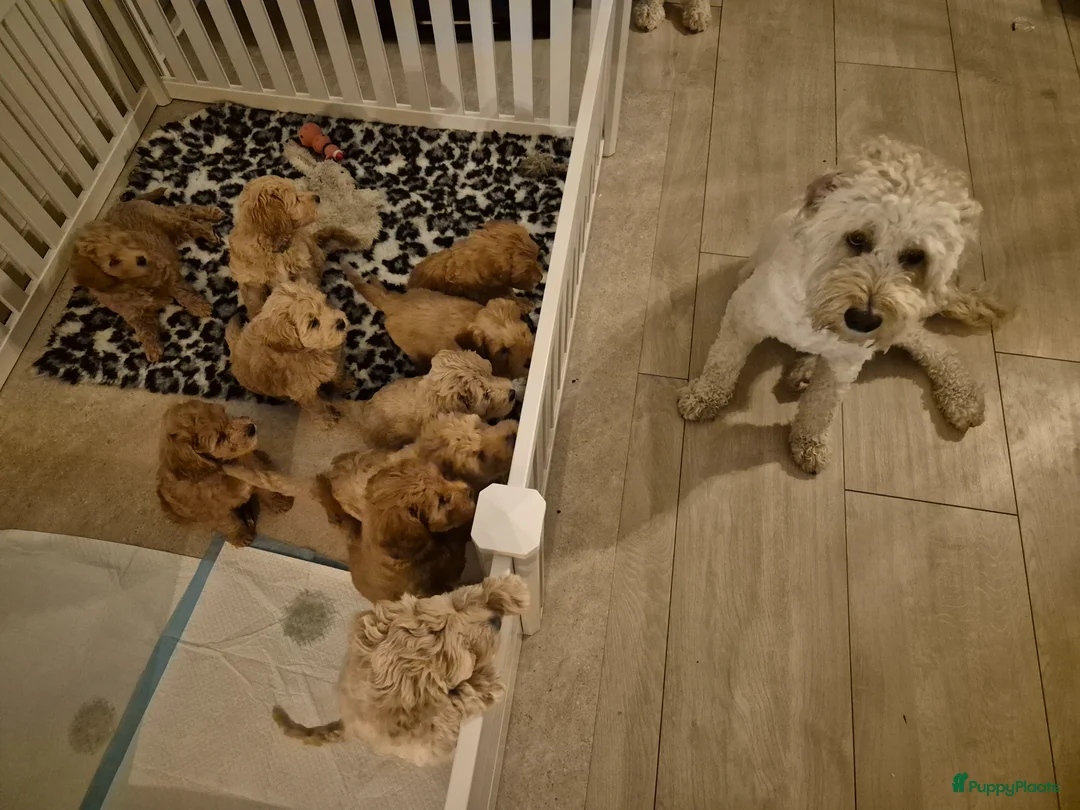 Australian Labradoodle honden te koop: Australian labradoodle met stamboom achtergrond  - Advertentie 2