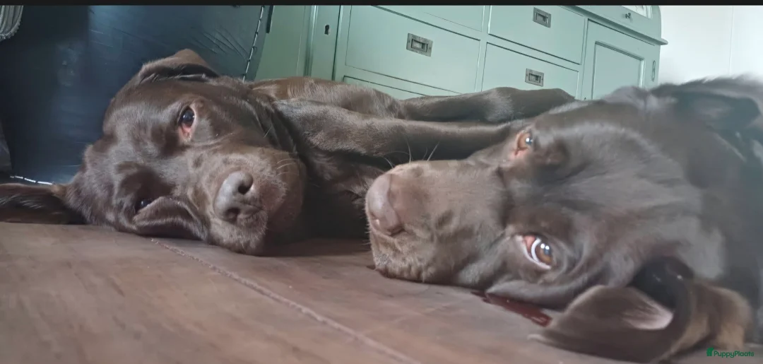 Labrador Retriever honden te koop: Chocoladebruine Labrador Puppy’s Verwacht ( in Dieren - Advertentie 2