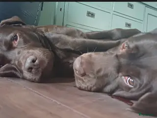 Labrador Retriever honden Chocoladebruine Labrador Puppy’s Verwacht ( - Advertentie 2