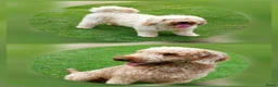 Labradoodle honden te koop: Labradoodle pups medium  - Advertentie 18