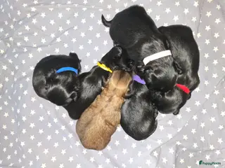 Kruising honden Zwarte Boomer Pups Meisjes 🖤 Shih-Tzu x Boomer - Advertentie 1