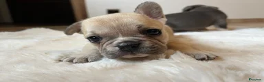 Franse Bulldog Puppy 2