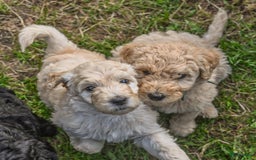 Labradoodle honden te koop: Labradoodle F4 pups te koop! 🐶 in Balkbrug - Afbeelding 7