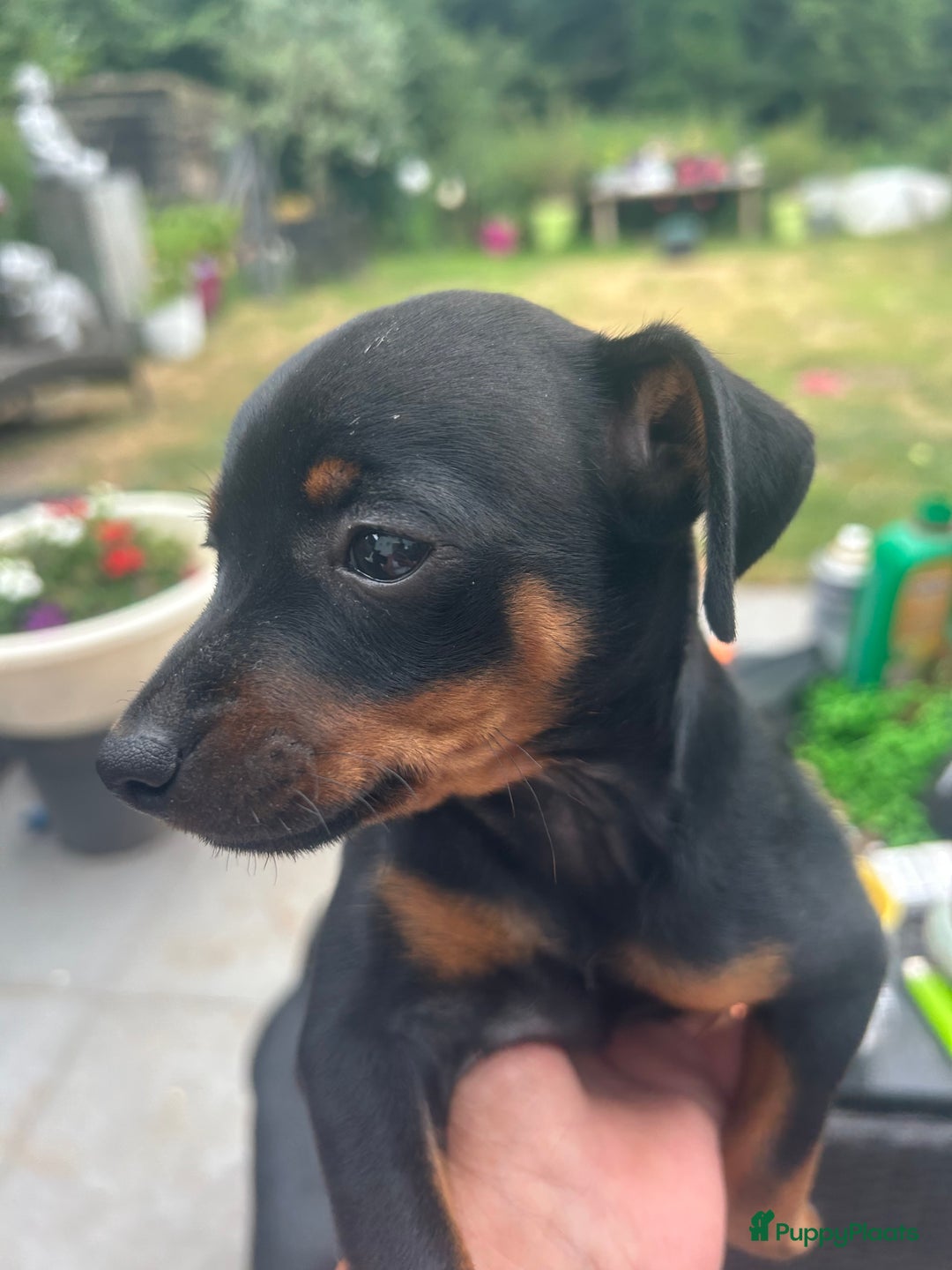 Dwergpinscher honden te koop: Dwergpinsher - Afbeelding 7