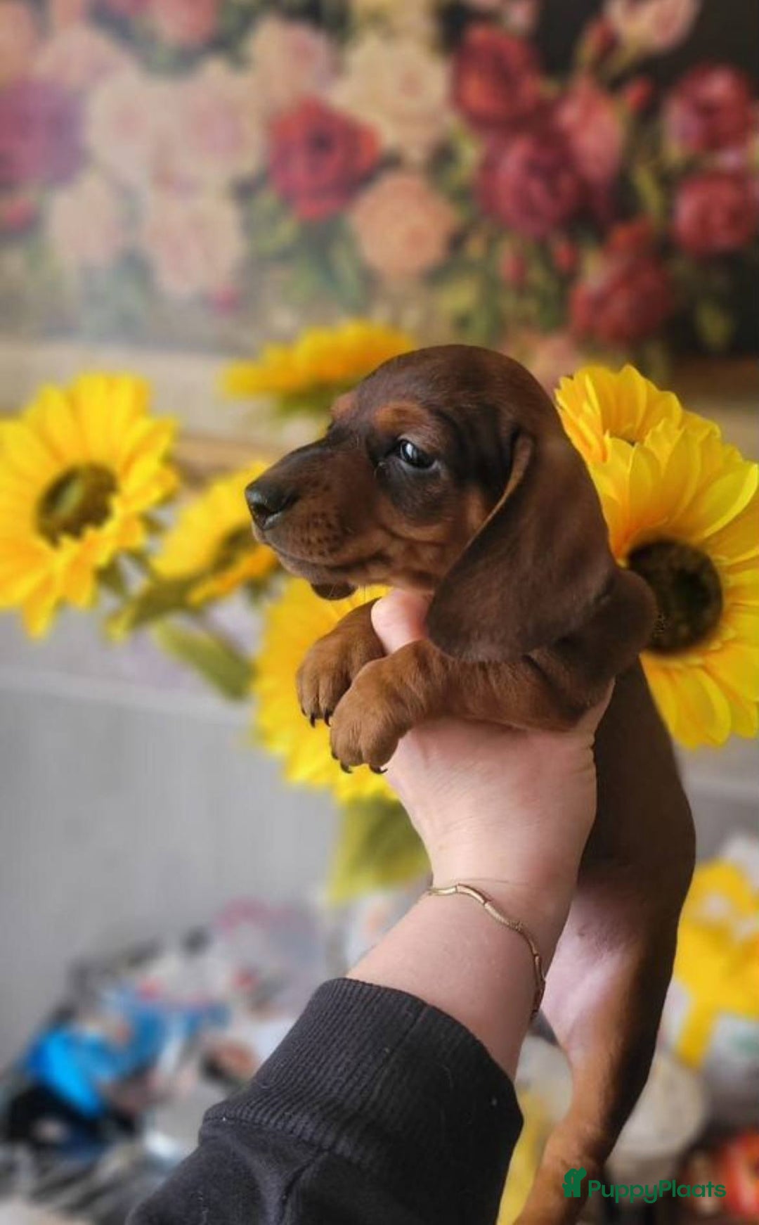 Teckel (korthaar)  honden te koop: Meerdere Teckel pups - Advertentie 3