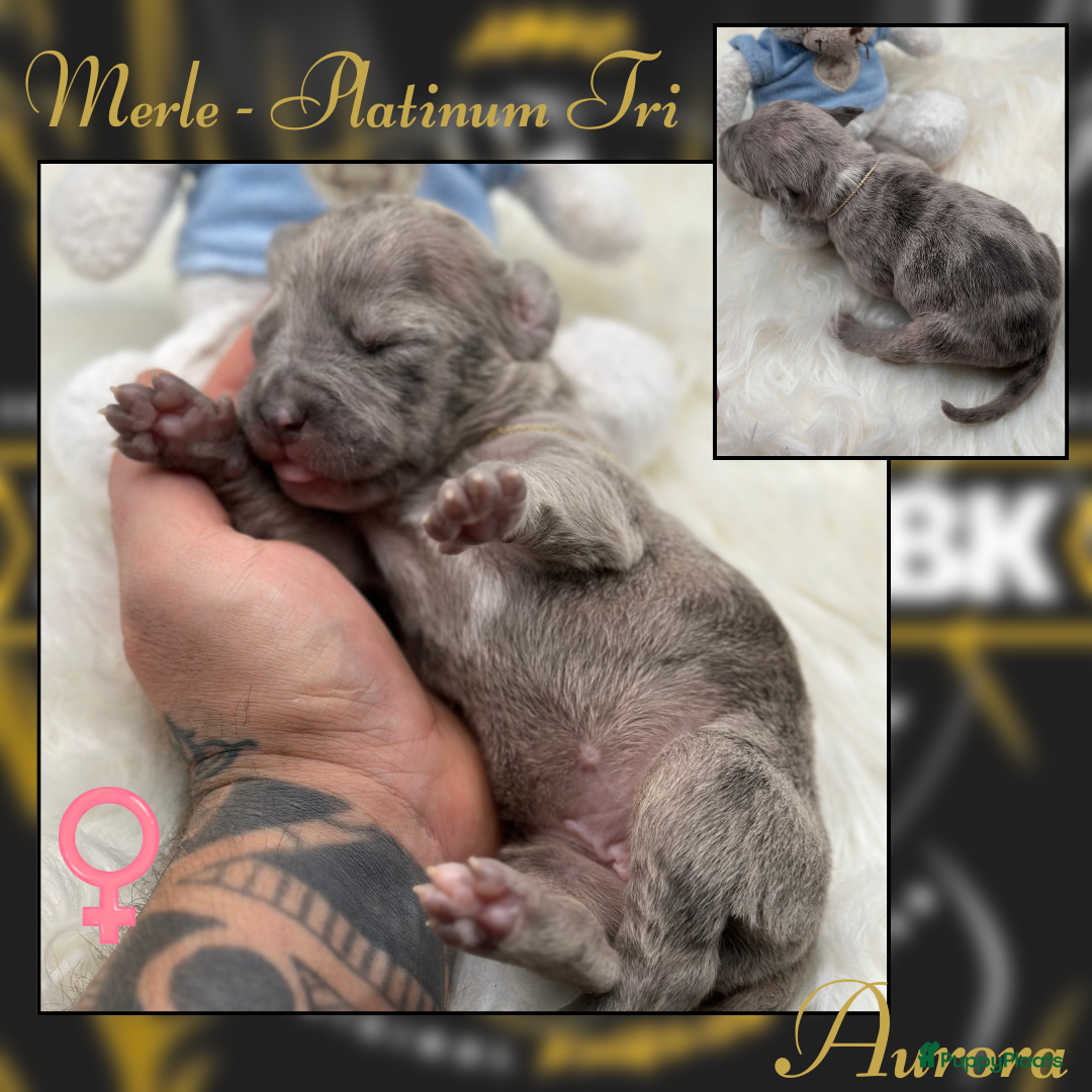 Amerikaanse Bully honden te koop: American Bully XL - Black Merle - Advertentie 10
