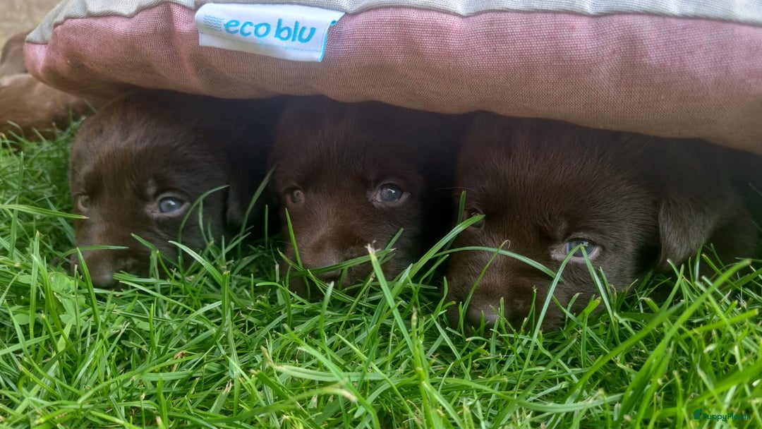 Labrador Retriever honden te koop: Chocola bruine labrador pups showlijn stamboom  - Afbeelding 10