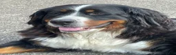 Berner Sennenhond honden te koop: Prachtige Raszuivere Berner Sennen pups te koop in Voorthuizen - Advertentie 13