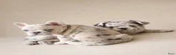 Franse Bulldog honden te koop: Laatste mooie teefje. Franse bulldog. Fluffy/Merle - Advertentie 2