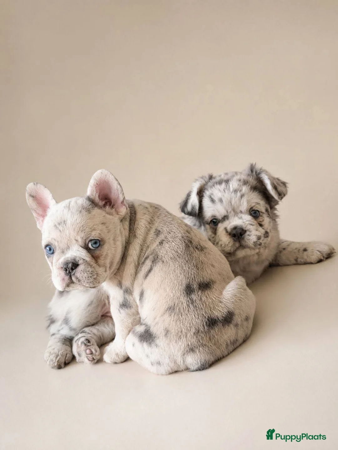 Franse Bulldog honden te koop: Laatste mooie teefje. Franse bulldog. Fluffy/Merle - Advertentie 2